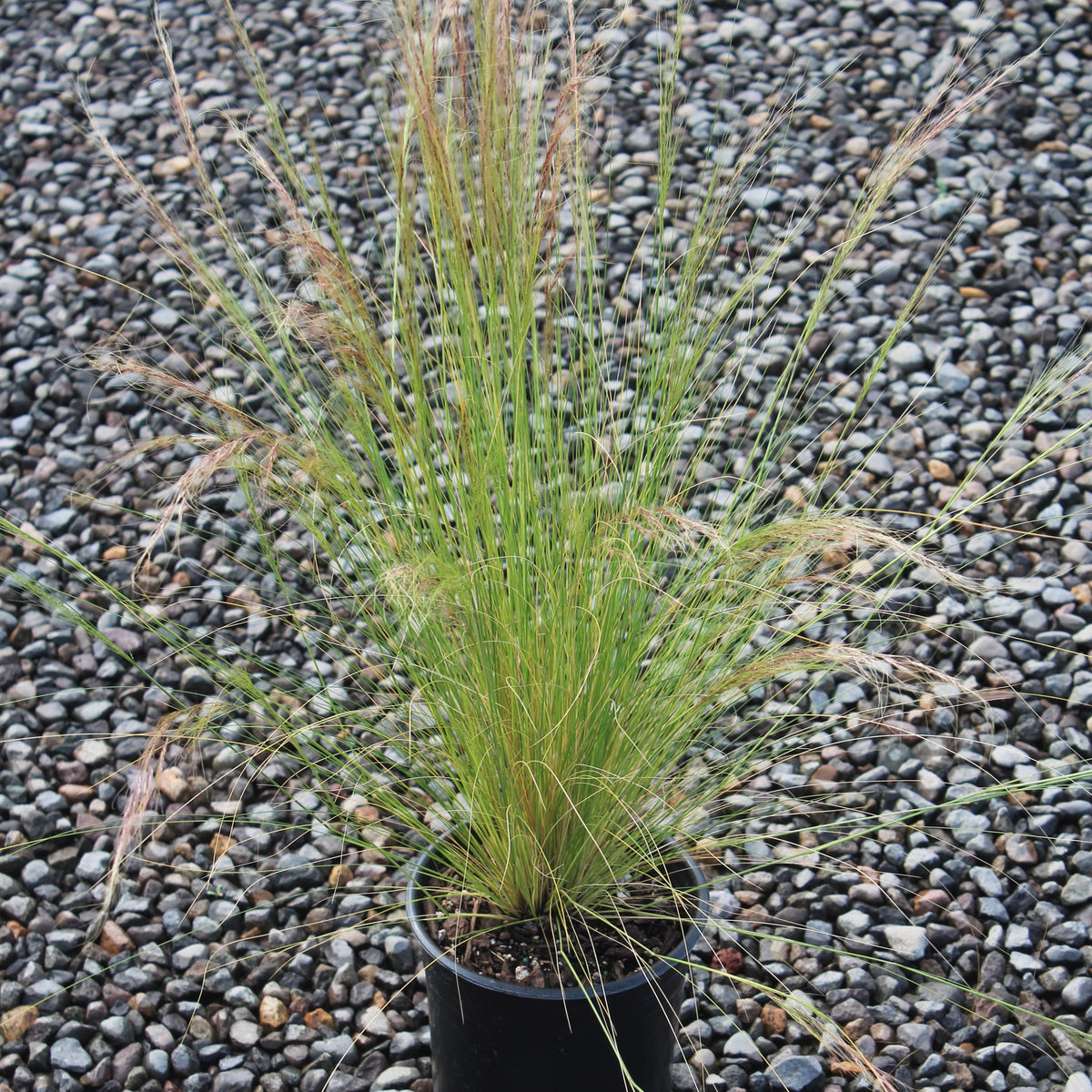 Grass, Stipa tenuissima