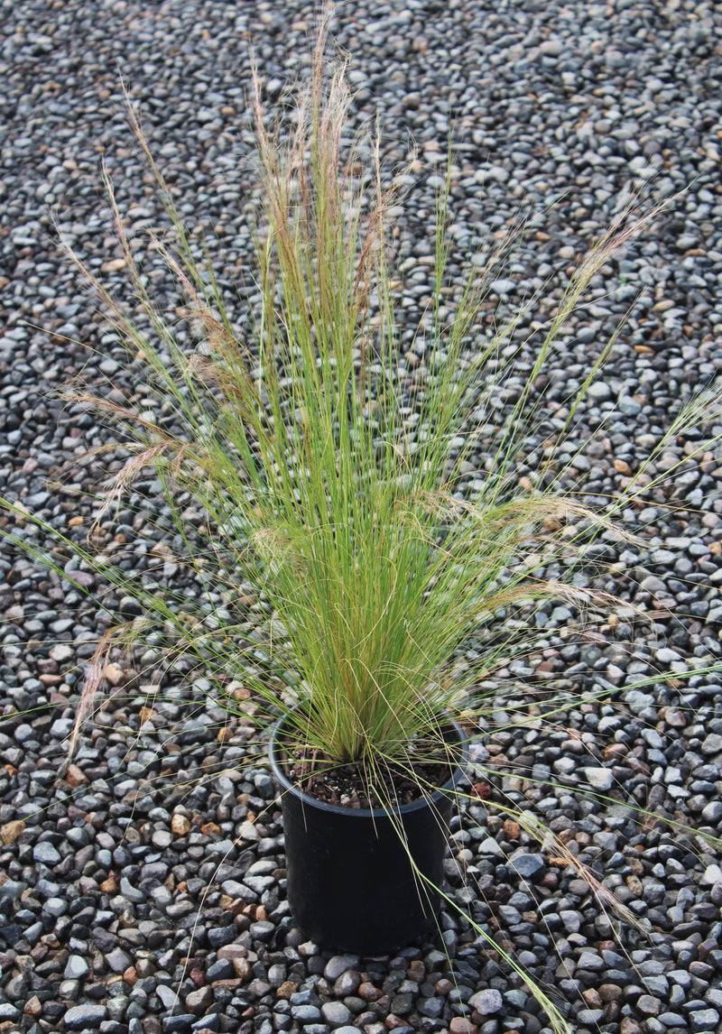 Grass, Stipa tenuissima