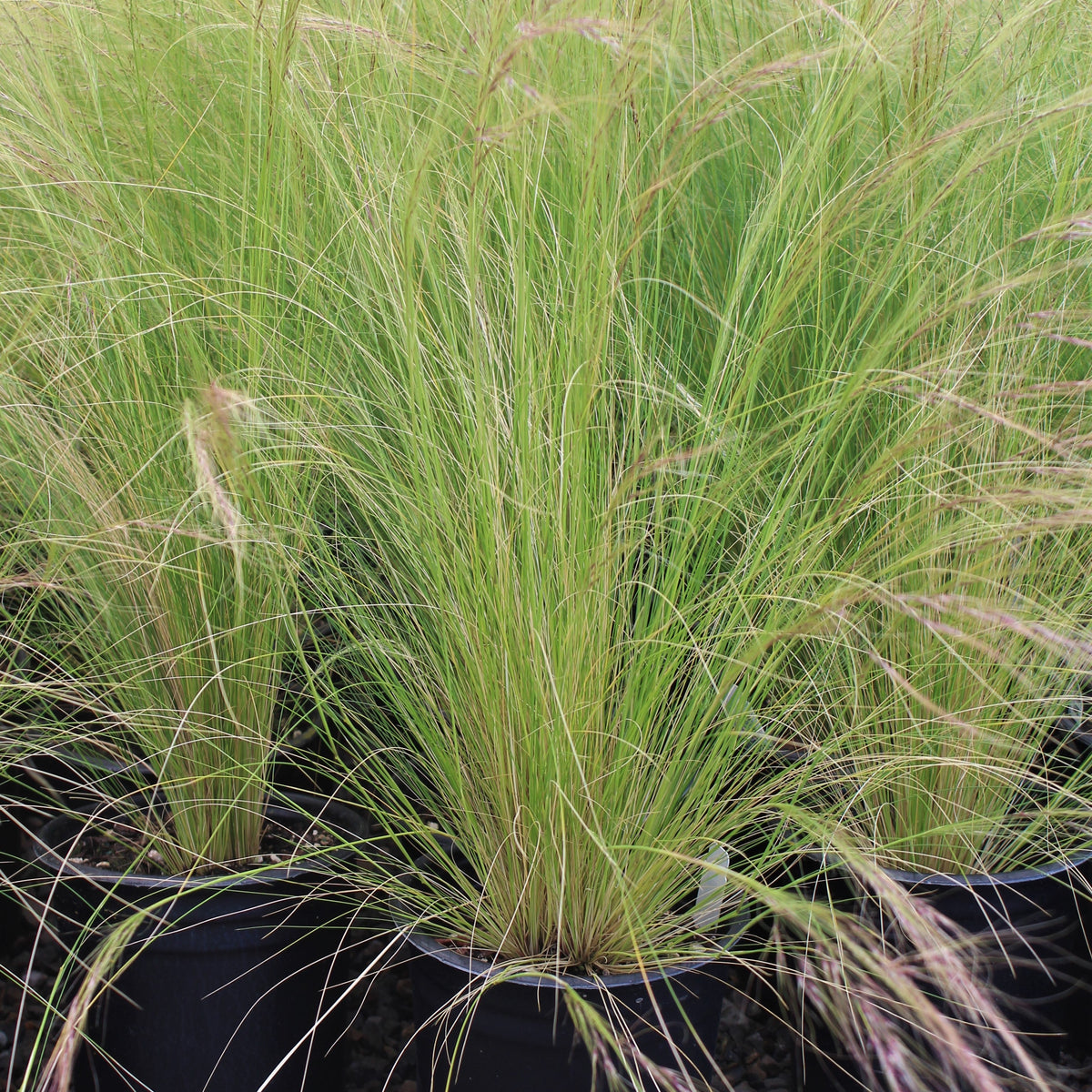 Grass, Stipa tenuissima