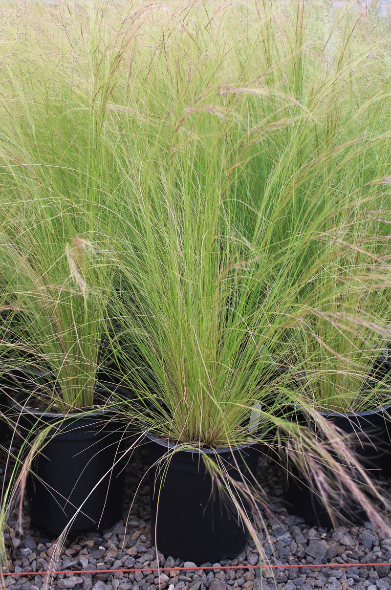 Grass, Stipa tenuissima