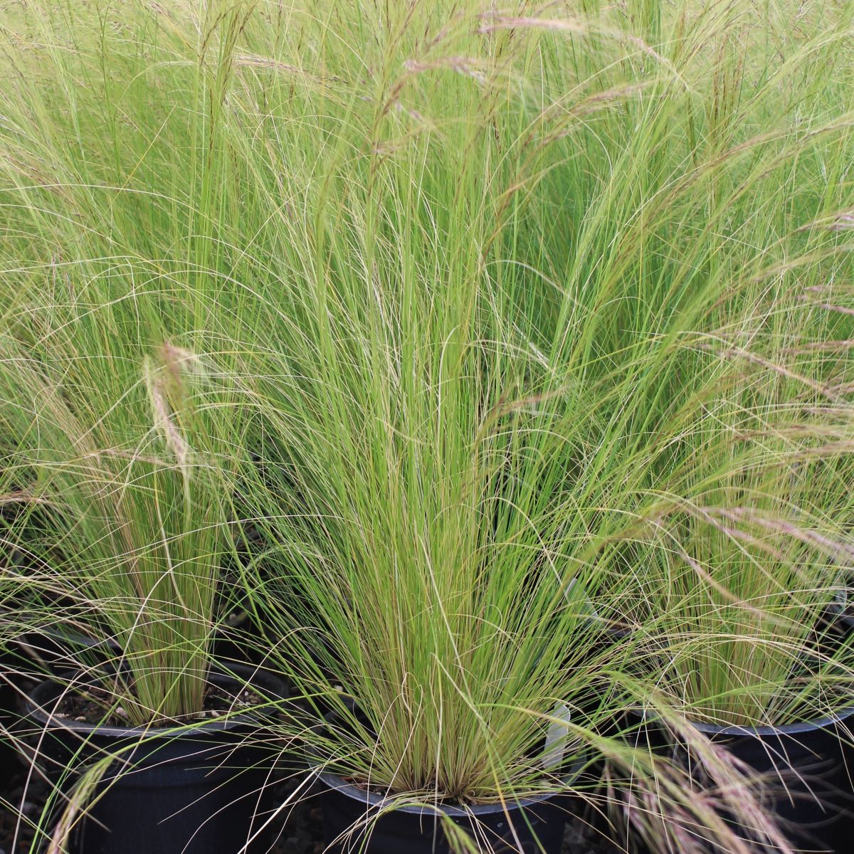 Grass, Stipa tenuissima