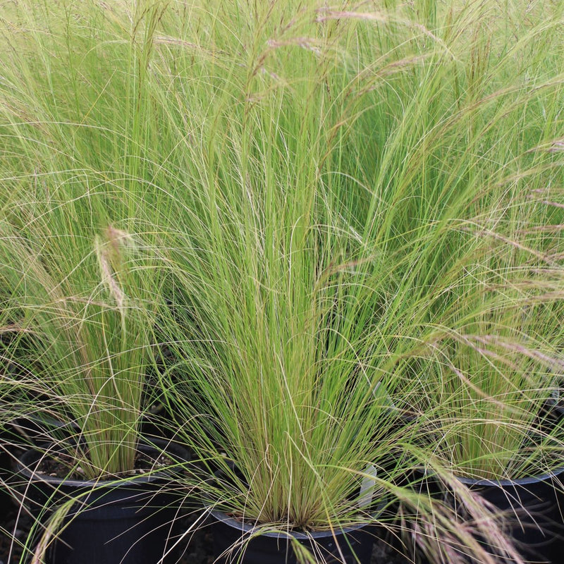 Grass, Stipa tenuissima