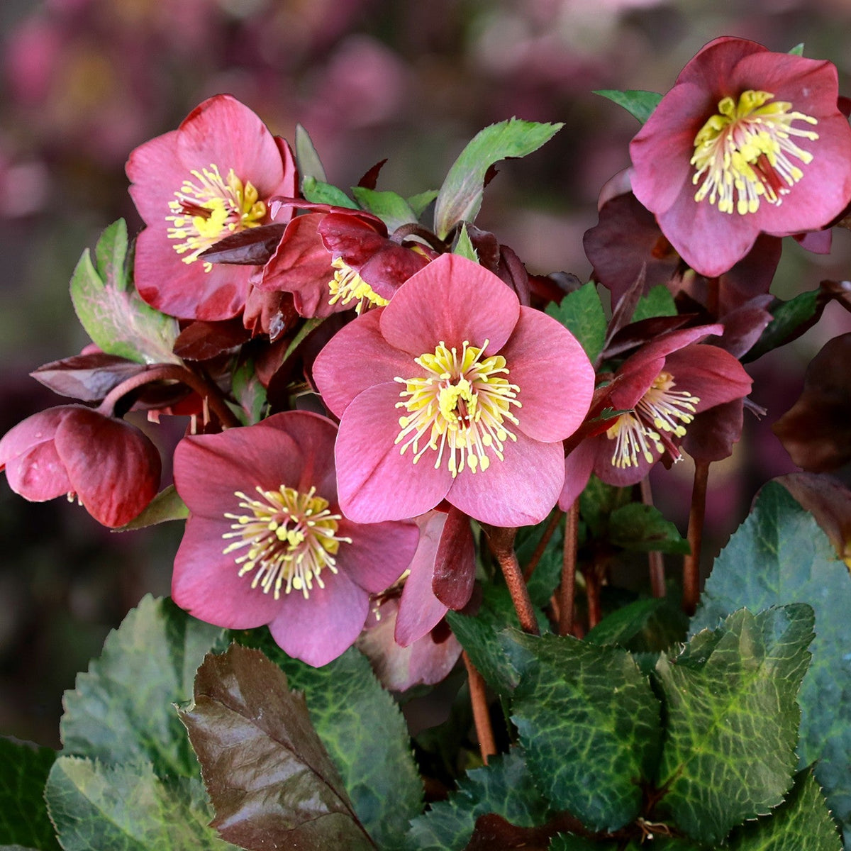 Helleborus HGC® ICE N' ROSES® 'Megan Marble' – Loen's garden center