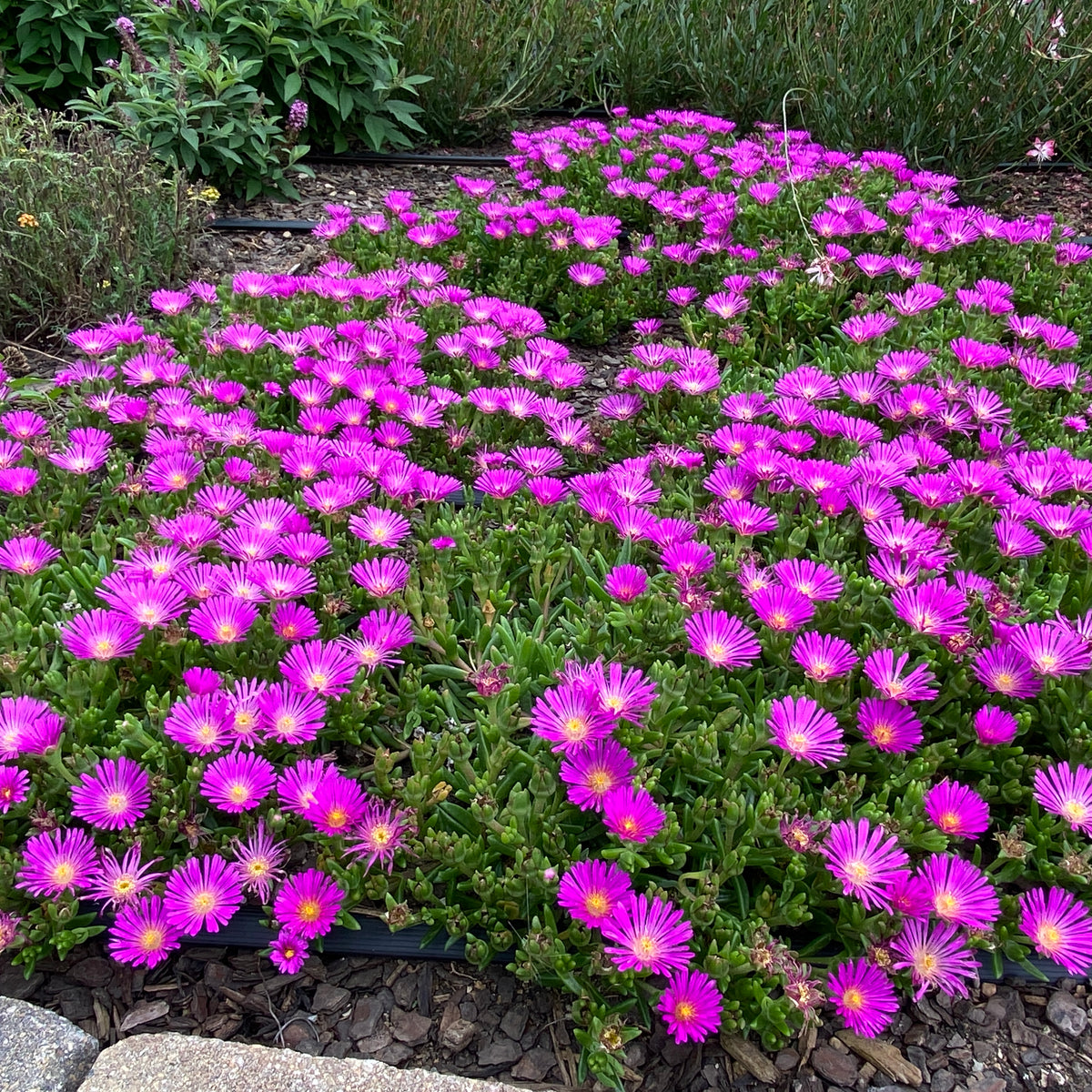Delosperma hybrid 'Ocean Sunset Violet'