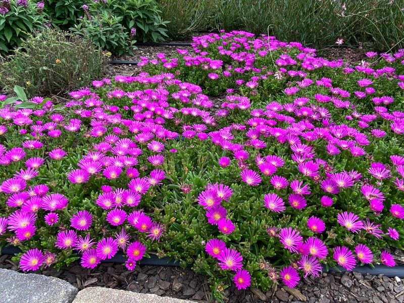 Delosperma hybrid 'Ocean Sunset Violet'