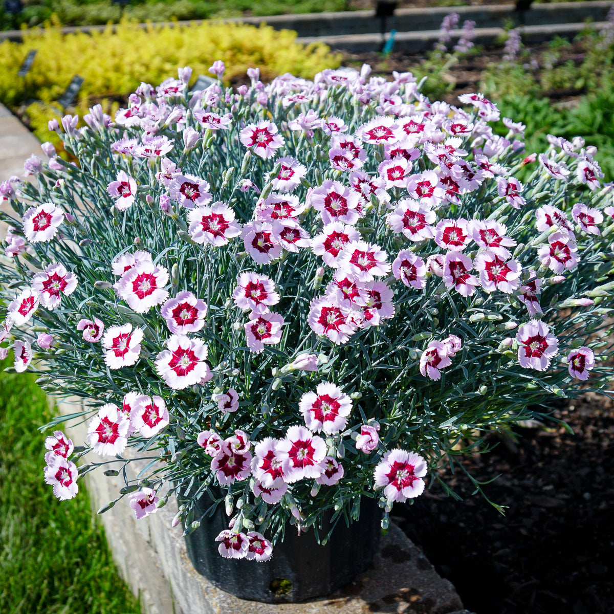 Dianthus Mountain Frost™ ‘Ruby Snow’ PP33460
