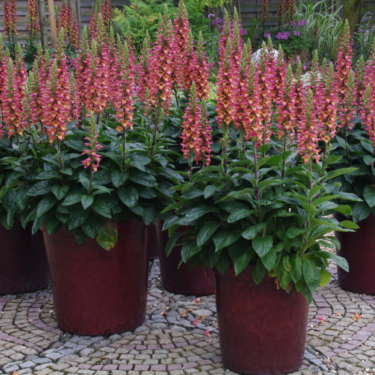 Digiplexis 'Illumination Flame'