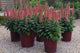 Digiplexis 'Illumination Flame'
