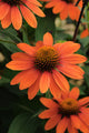 Echinacea p. SOMBRERO® 'Adobe Orange' PP26639 (orange)