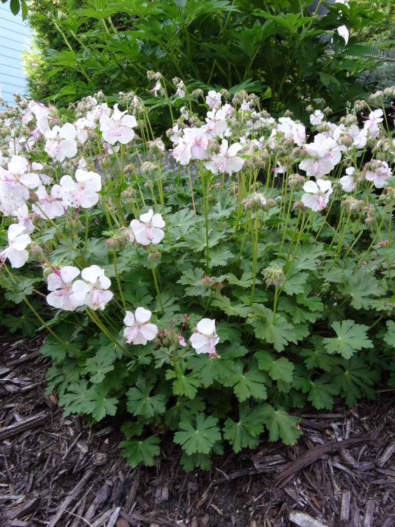 Geranium x 'Biokovo' (white)
