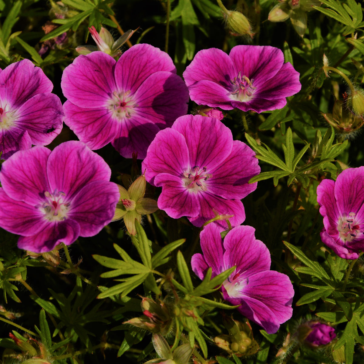 Geranium sanguineum