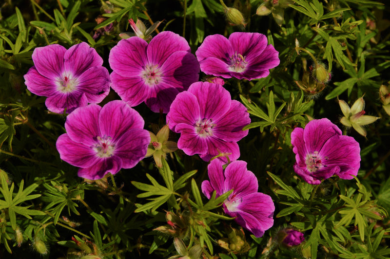 Geranium sanguineum