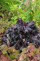 Heuchera 'Black Taffeta' PP26162