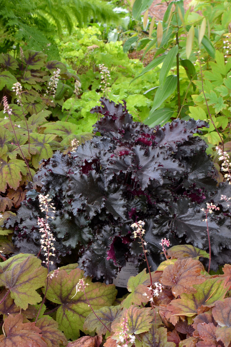 Heuchera 'Black Taffeta' PP26162