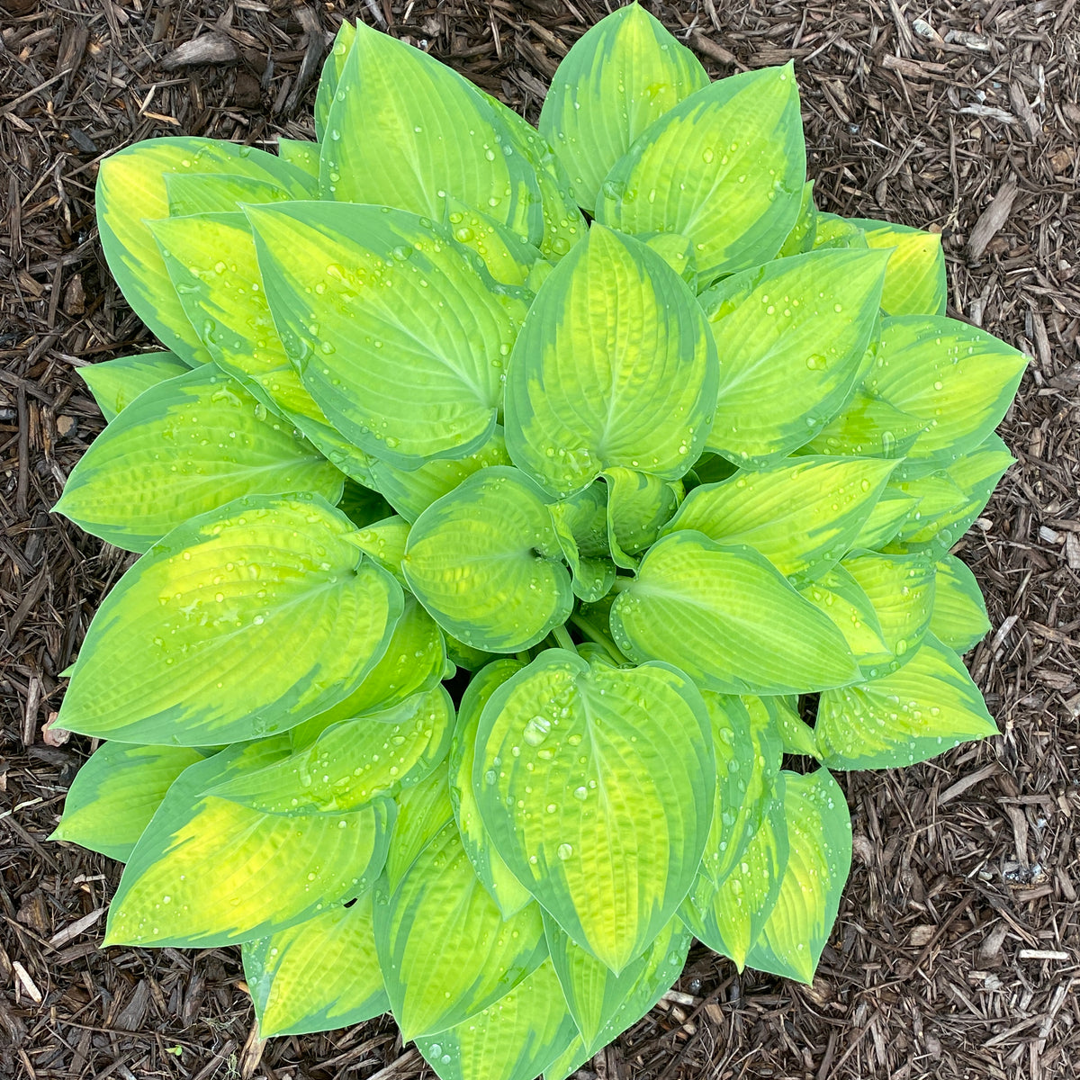 Hosta 'Dream Queen'