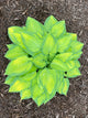 Hosta 'Dream Queen'