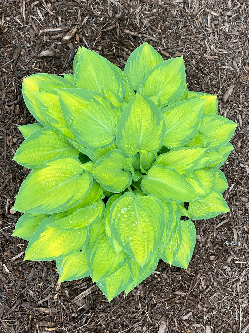 Hosta 'Dream Queen'
