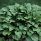 hst-xx-rys