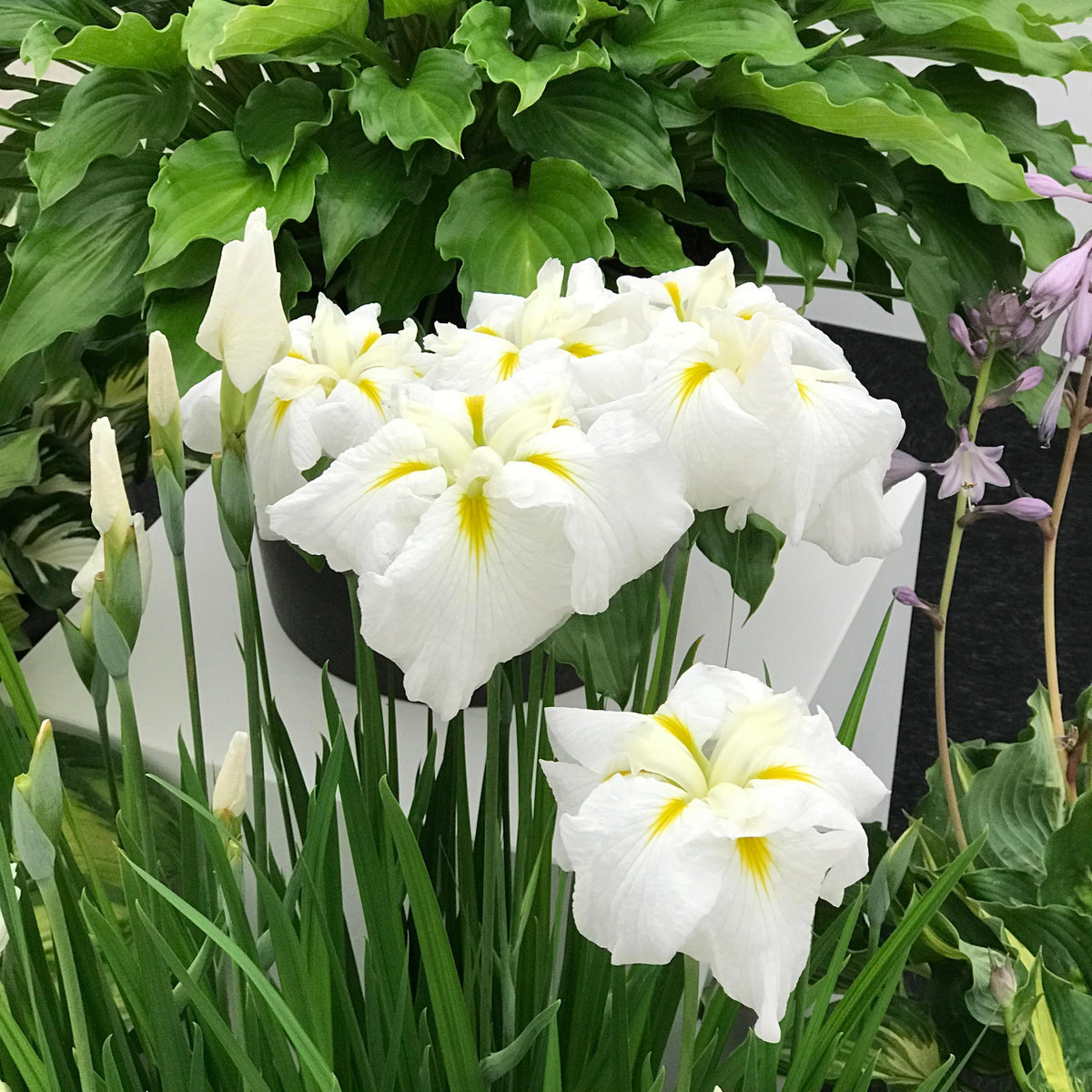 Iris en. 'Gold Bound'