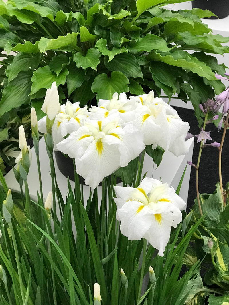 Iris en. 'Gold Bound'