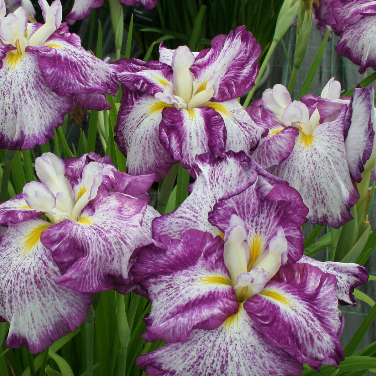Iris ensata 'Harlequinesque' (white-purple)
