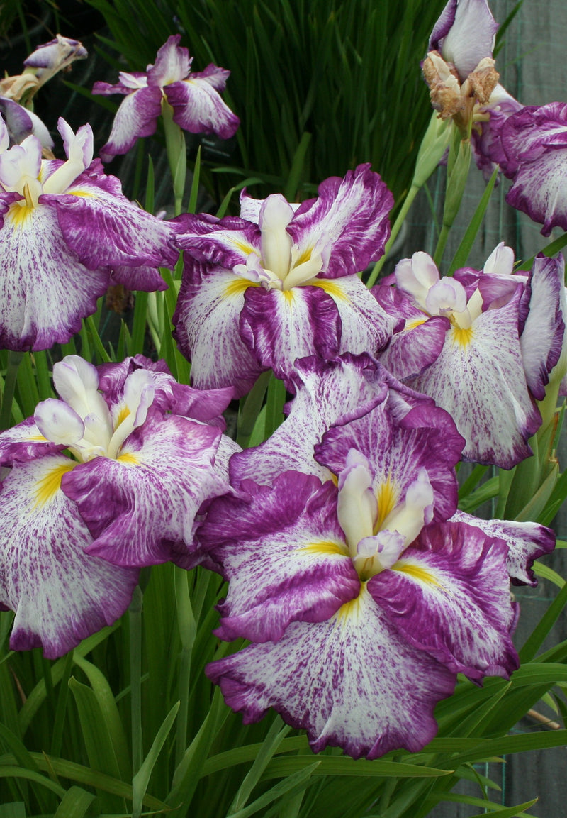 Iris ensata 'Harlequinesque' (white-purple)
