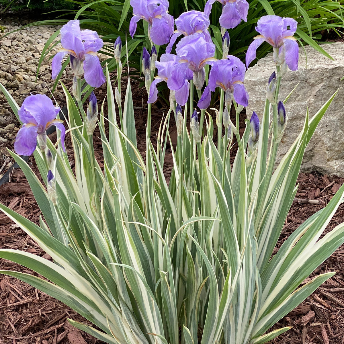 Iris pallida 'Albo Variegata' (lavender)