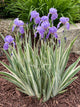 Iris pallida 'Albo Variegata' (lavender)