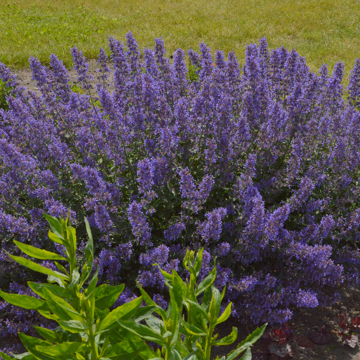 Nepeta x JUNIOR WALKER™ PP23074