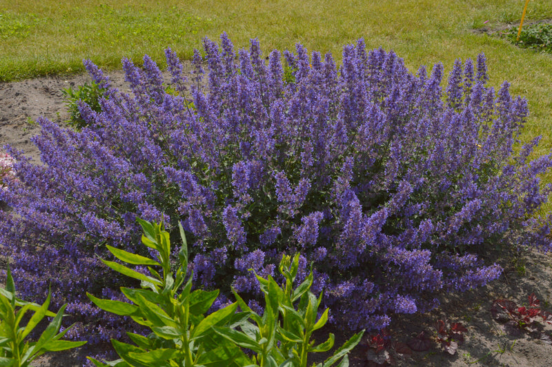 Nepeta x JUNIOR WALKER™ PP23074