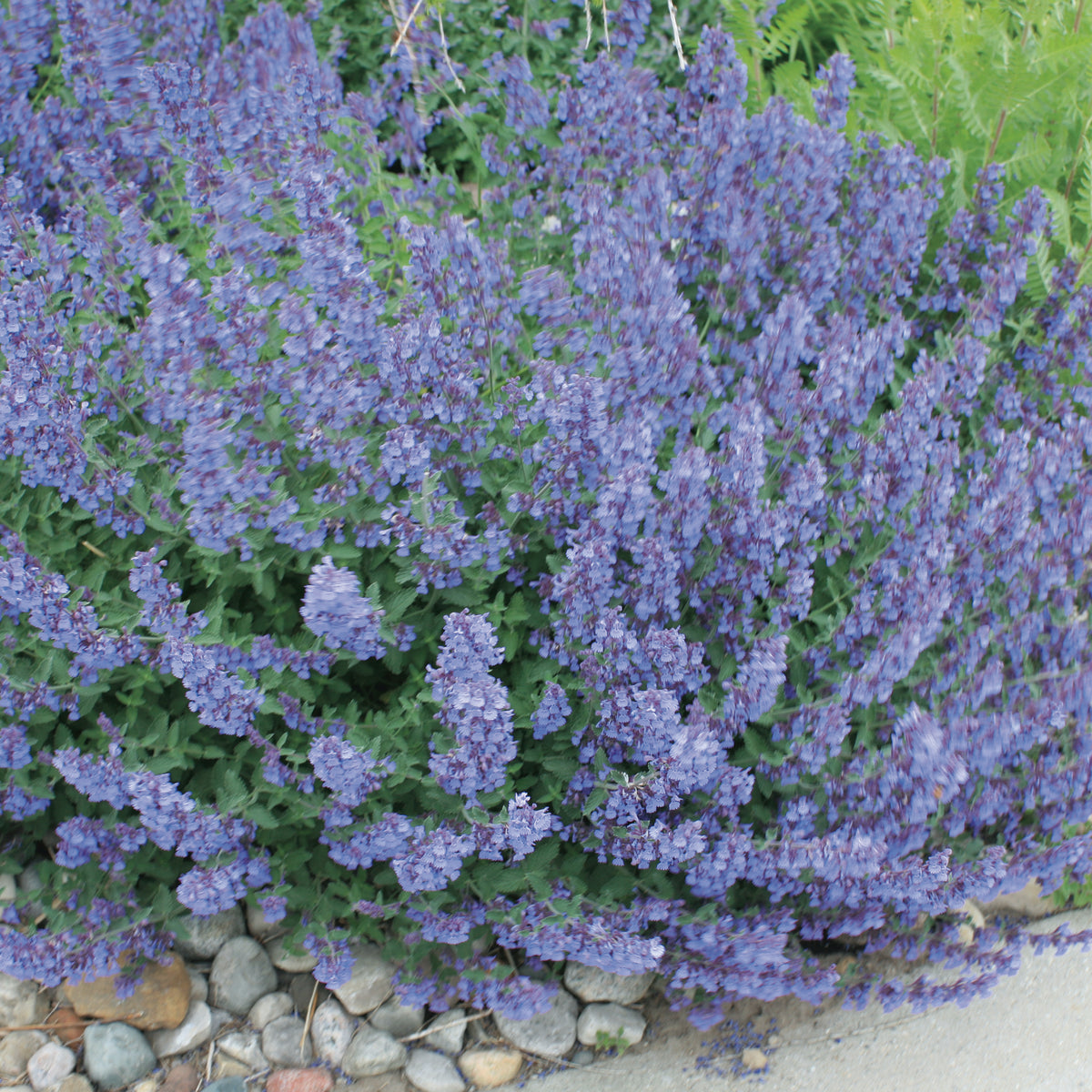 Nepeta 'Walkers Low'