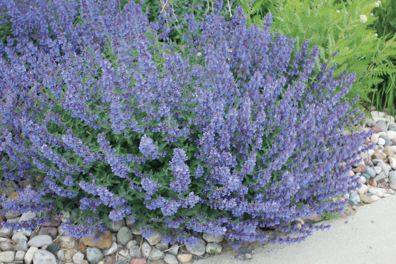 Nepeta 'Walkers Low'