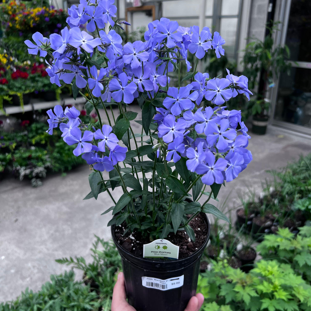 Iris ensata 'Blue Moon' (blue)