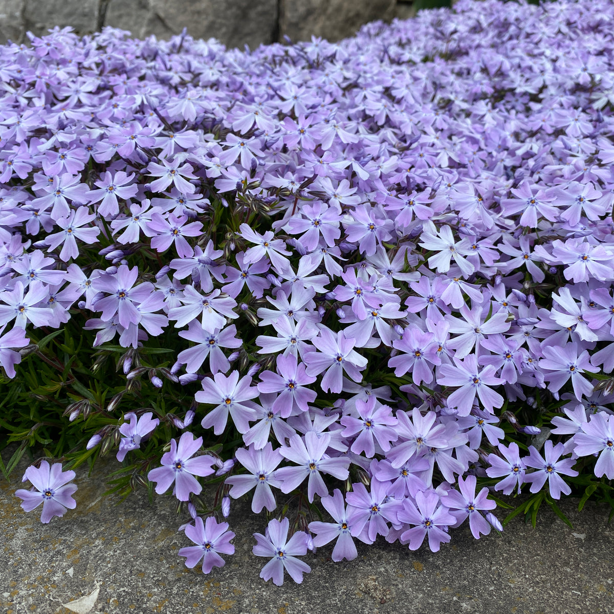 Phlox sub. 'Emerald Blue' (blue)