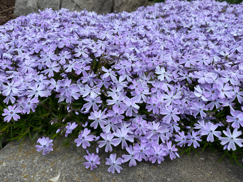 Phlox sub. 'Emerald Blue' (blue)