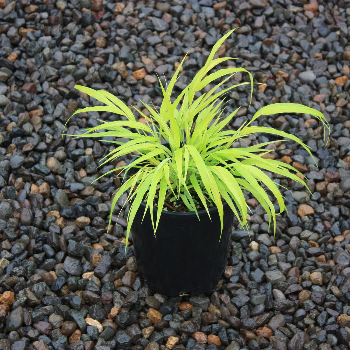 Grass, Hakonechloa m. 'All Gold'