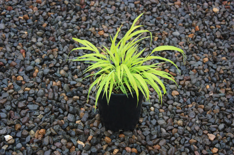 Grass, Hakonechloa m. 'All Gold'
