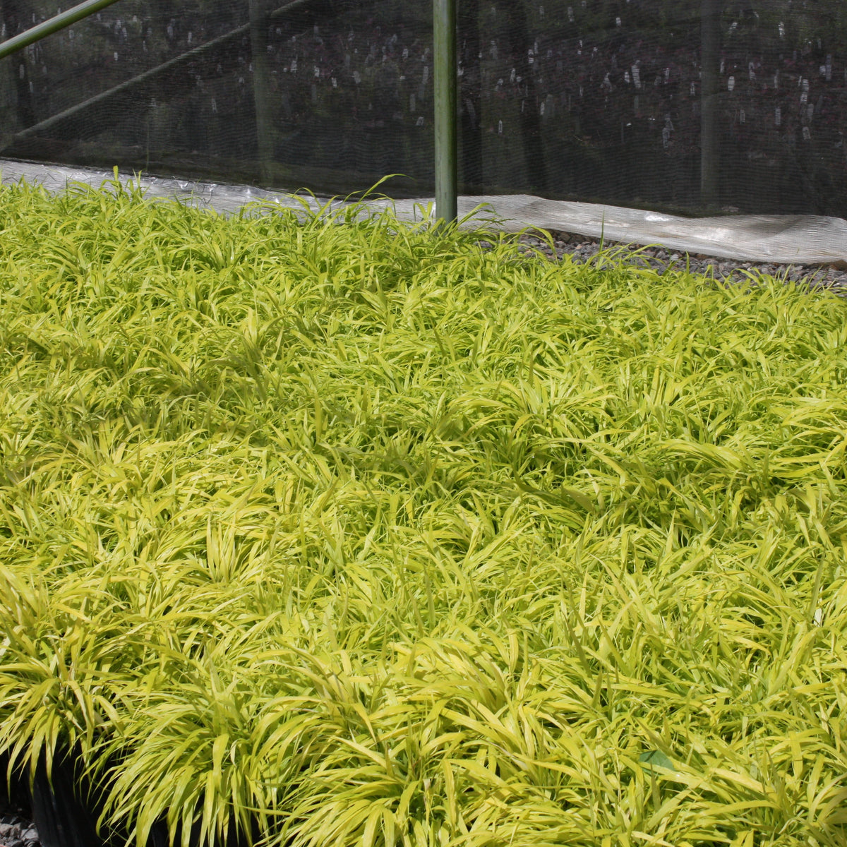 Grass, Hakonechloa m. 'All Gold'
