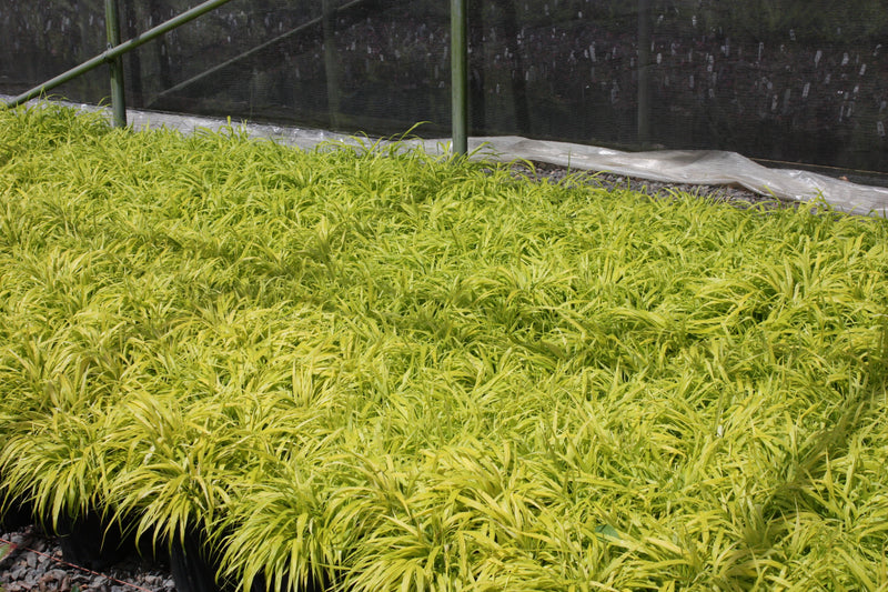 Grass, Hakonechloa m. 'All Gold'