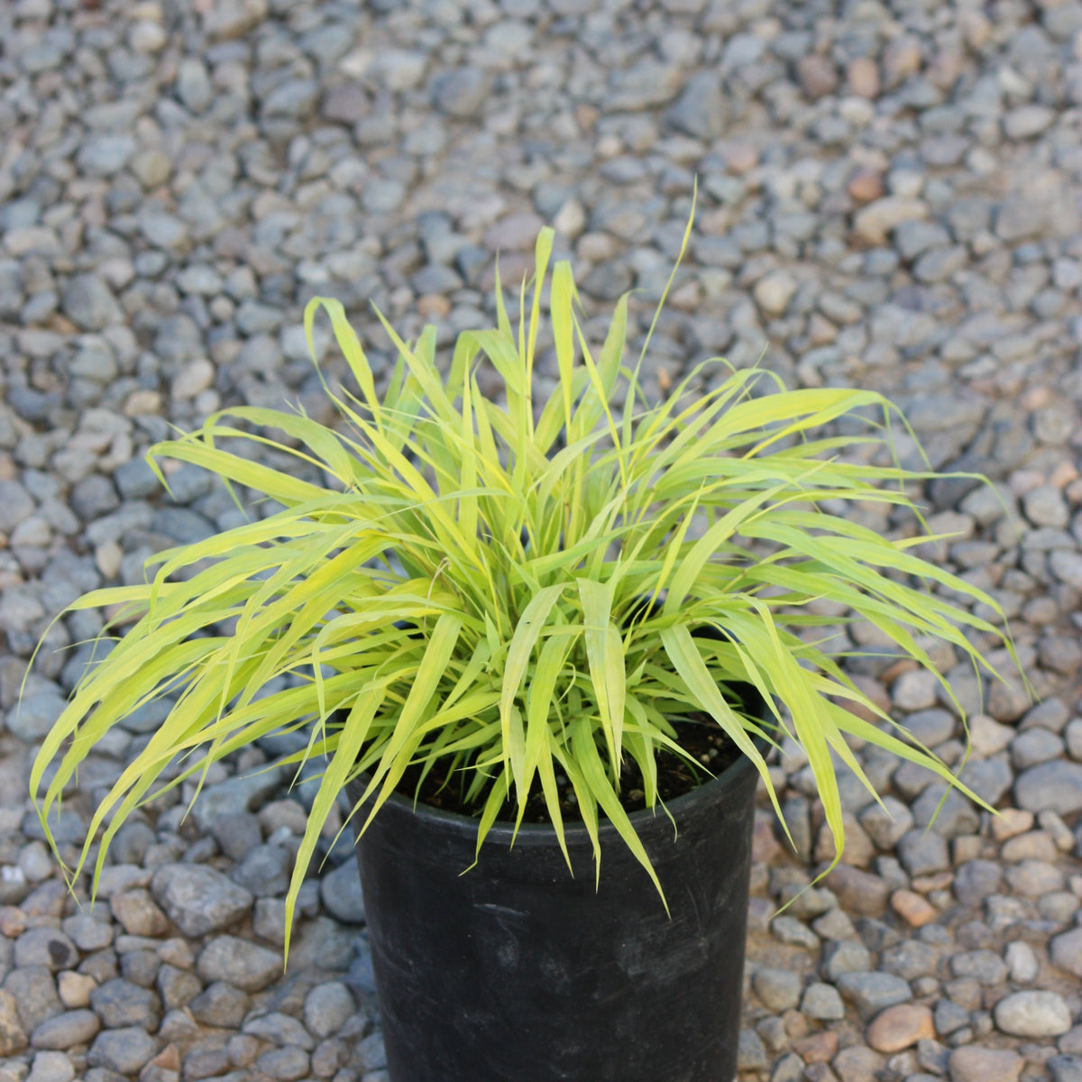 Grass, Hakonechloa m. 'All Gold'