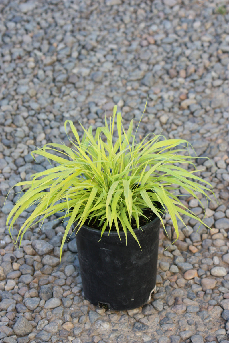 Grass, Hakonechloa m. 'All Gold'