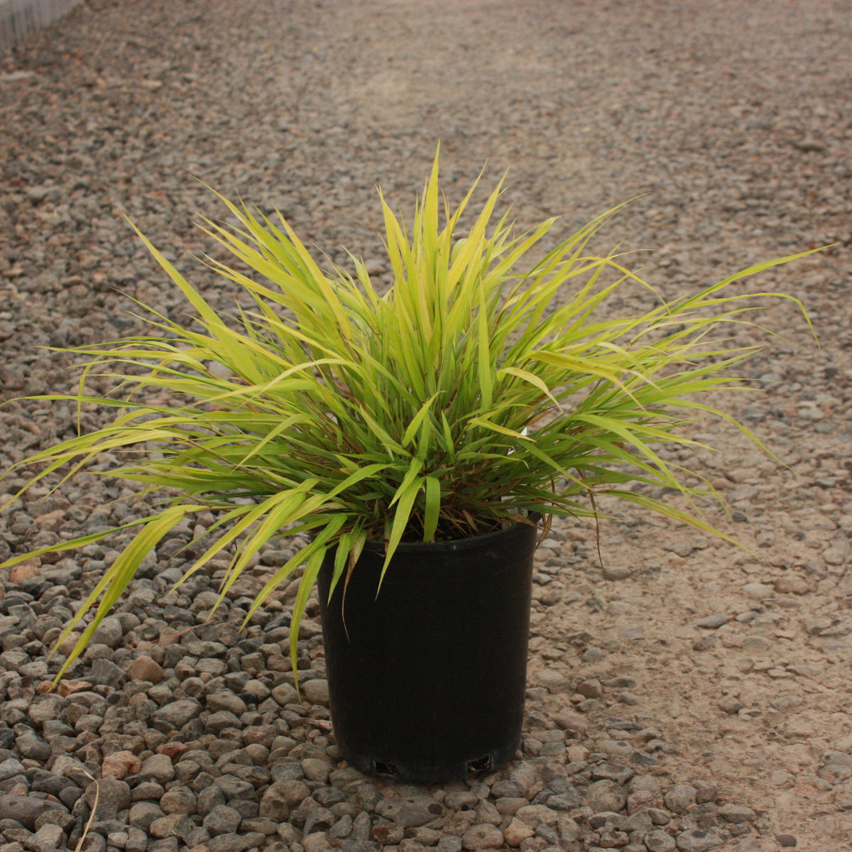 Grass, Hakonechloa m. 'All Gold'