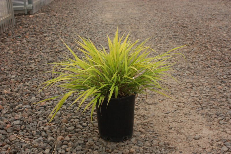 Grass, Hakonechloa m. 'All Gold'