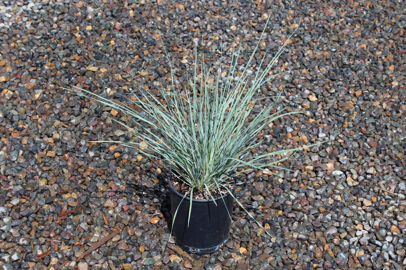 Grass, Helictotrichon sempervirens
