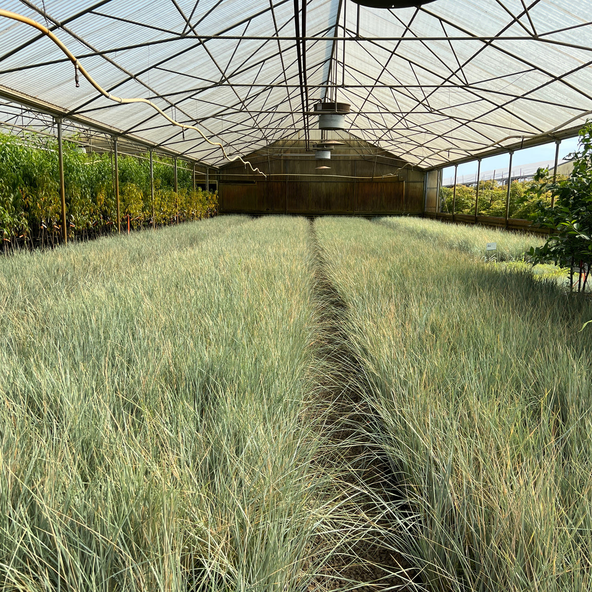 Grass, Helictotrichon sempervirens