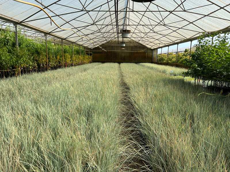 Grass, Helictotrichon sempervirens