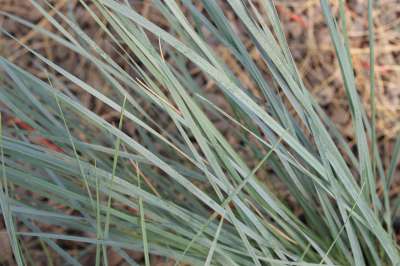 Grass, Helictotrichon sempervirens