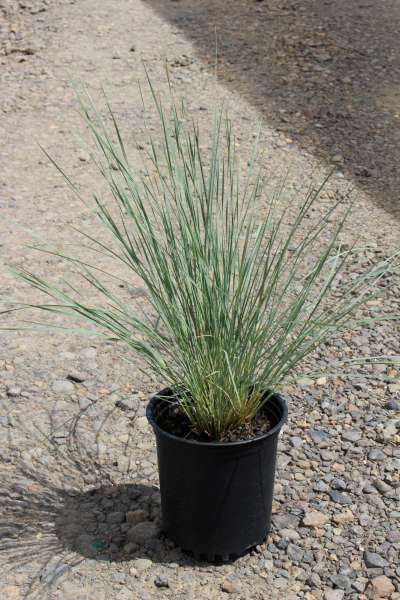 Grass, Helictotrichon sempervirens