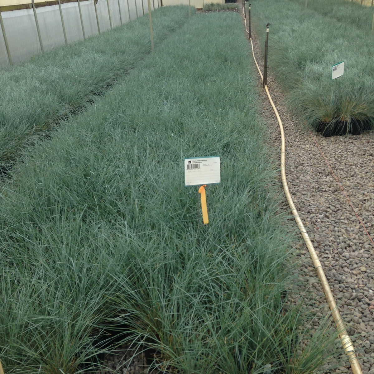 Grass, Helictotrichon sempervirens