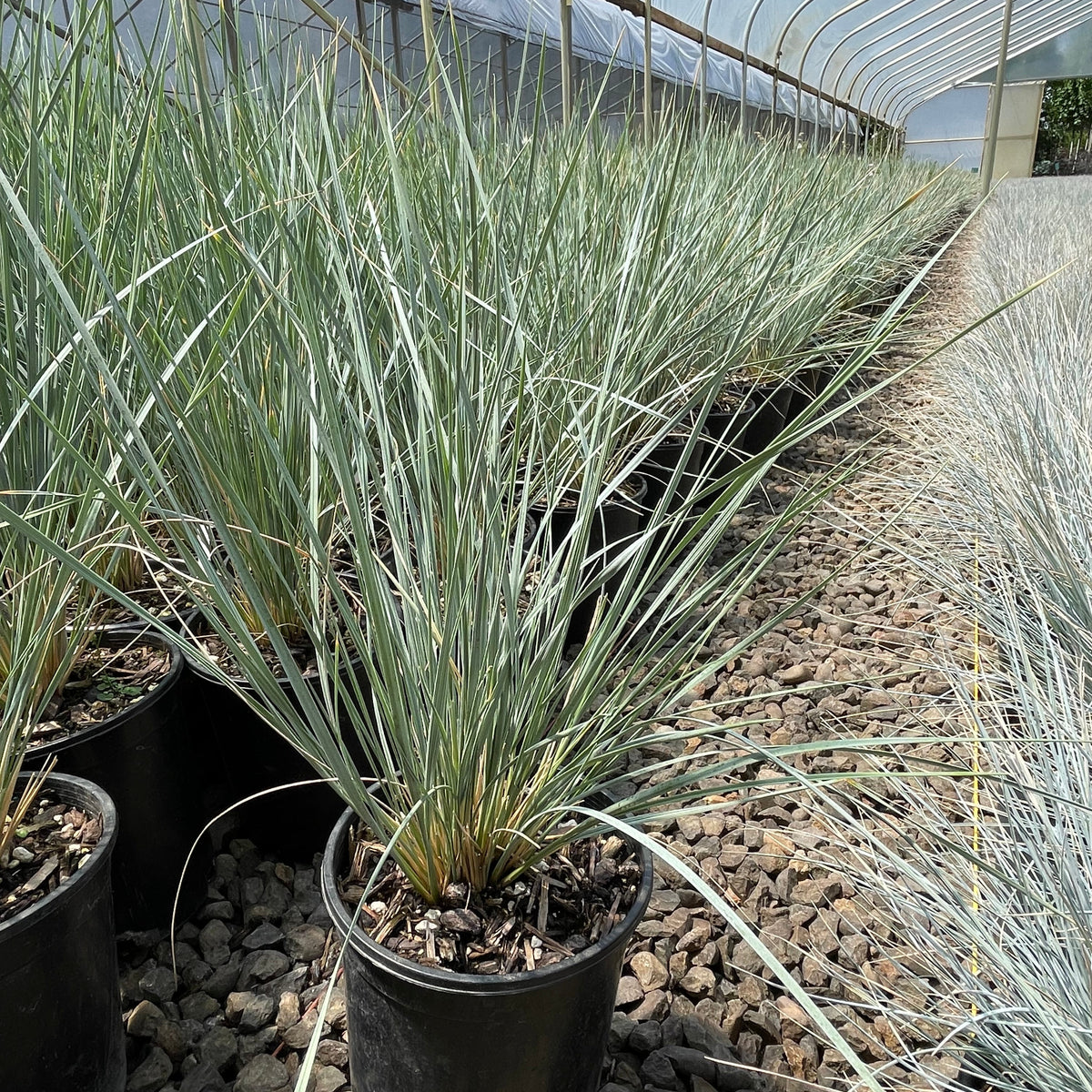 Grass, Helictotrichon sempervirens